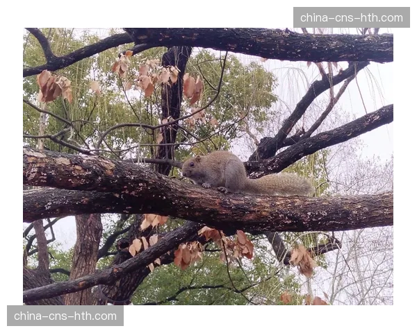 趣味瞬间:比赛中闯入的松鼠成为社交媒体新“网红” 趣味瞬间:比赛中闯入的松鼠成为社交媒体新“网红”